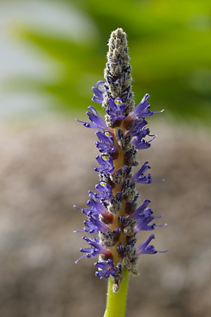 Fleurs Nanthawan Aout 2010-013